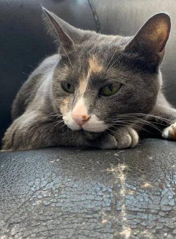 Chloe Chloe